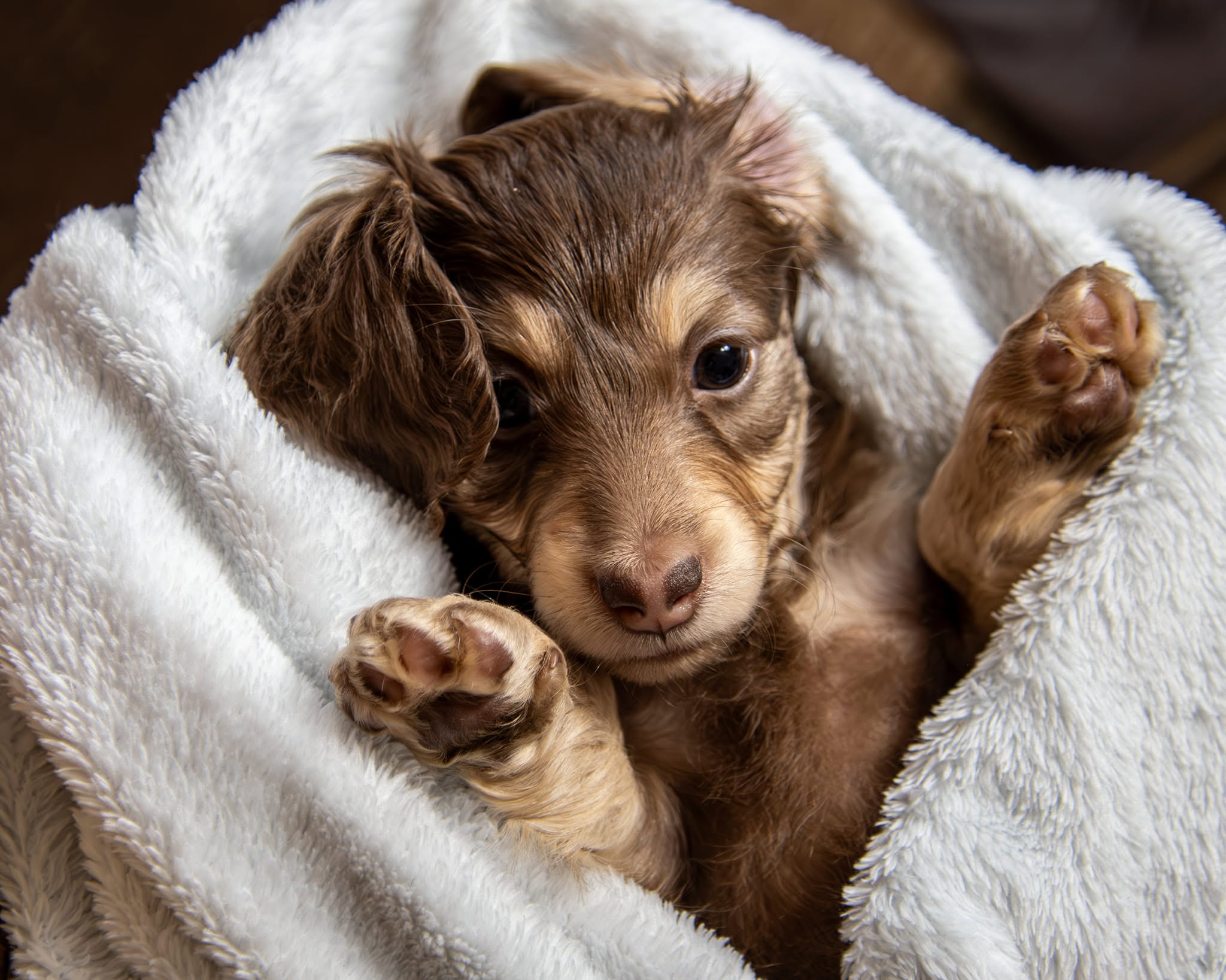 Cassiopeia Doxies puppy wrapped in a fluffy blanket
